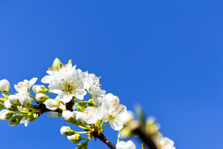 soft focus of white cherry blossom flowers with blue sky -  Prunus, Amygdaloideae, Rosaceaeの写真素材
