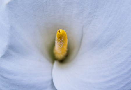 soft focus of white Zantedeschia aethiopica (known as calla lily and arum lily) with yellow spathe - Araceae, Alismatalesの写真素材