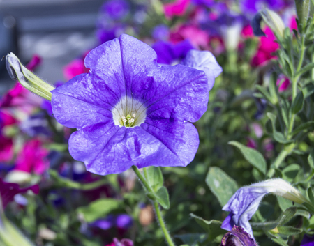 red and violet colorfull petunia flowers -  	Petunioideae,  	Solanaceae, Solanalesの写真素材