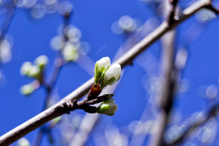soft focus of greengages plums white flowers blossoms with blurry background - prunus domestica italica, rosaceae, rosalesの写真素材
