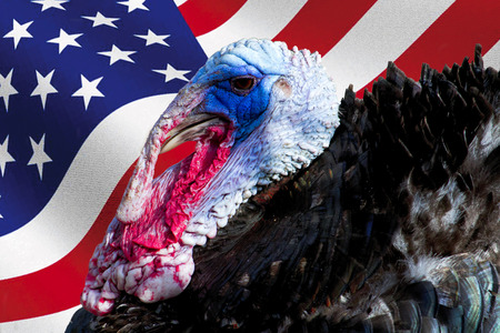wild male turkey bird with iridescent skin and american flag used as background - Meleagris gallopavo, Phasianidae, Galliformes -  for thanksgiving day conceptsの写真素材
