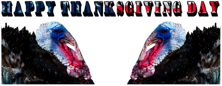 Happy thanksgiving day with  turkey (Meleagris gallopavo)の写真素材