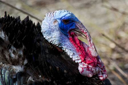wild male turkey bird with iridescent skin in nature - Meleagris gallopavo, Phasianidae, Galliformesの写真素材