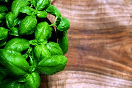 Green leafs of Genovese basil (Ocimum basilicum) culinary herb used for genoese pesto sauce. Italian cuisine conceptの写真素材