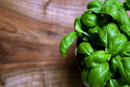 Green leafs of Genovese basil (Ocimum basilicum) culinary herb used for genoese pesto sauce. Italian cuisine conceptの写真素材