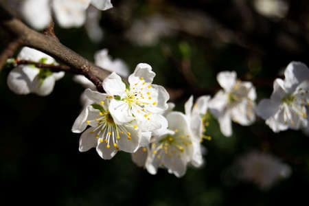 soft image of prunus flowers on a blurry background. nature, spring season, april, tranquility conceptsの写真素材