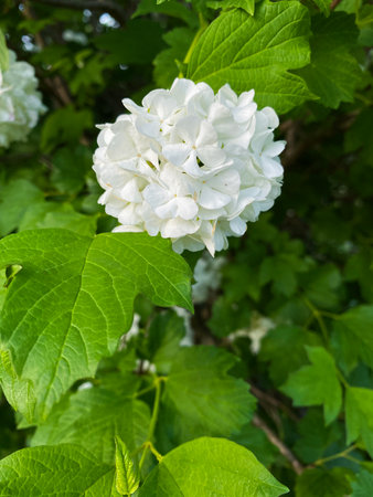White flower of Viburnum Opulus, common name Guelder Rose or snowball flower. Concept for botany, gardening, spring timeの写真素材