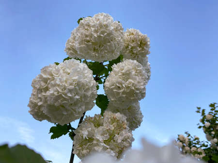 White flower of Viburnum Opulus, common name Guelder Rose or snowball flower. Concept for botany,...