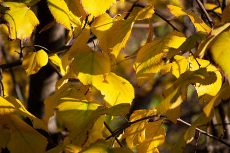 Yellow leaves on tilia tree during autumn season. Concept for october and november seasonal...