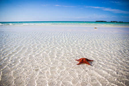 Starfish on tropical sea