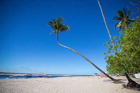 Tropical beach with palm treesの写真素材