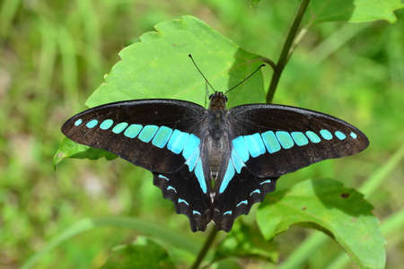 Butterfly in Thailandの写真素材