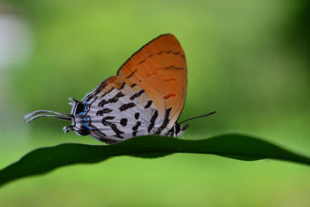 Butterfly in Thailand