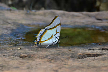 Butterfly in Thailandの写真素材
