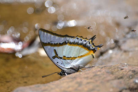 Butterfly in Thailandの写真素材
