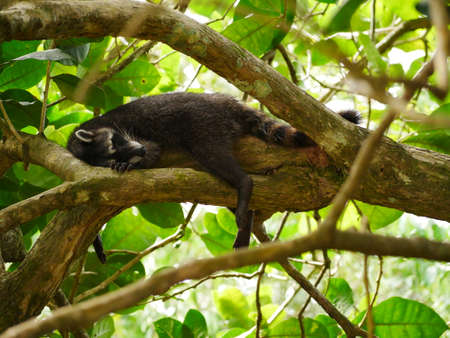 Sleeping racoon on a treeの写真素材