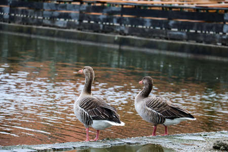 Back view of two wild brown ducks at waterfrontの写真素材