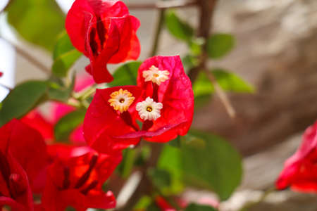 Close-up of bright red leaves surrounding white budsの写真素材