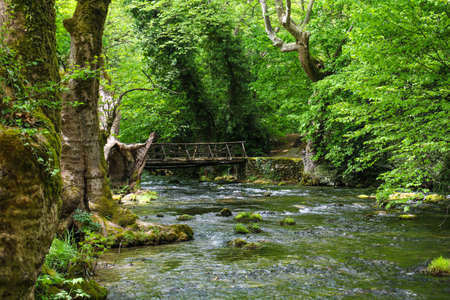 Scene of wooden bridge over wild river in green forestの写真素材