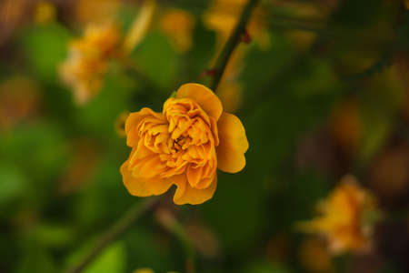 Close-up of bright yellow flower with delicate petals on green backgroundの写真素材