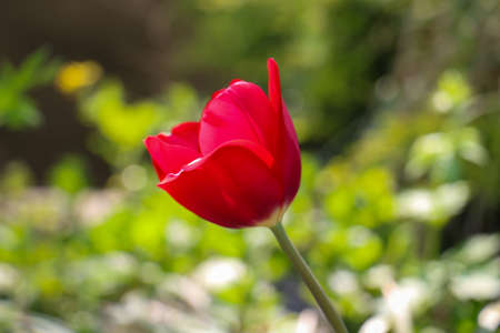 Fragile red tulip growing in sunlight on green background.Bokeh