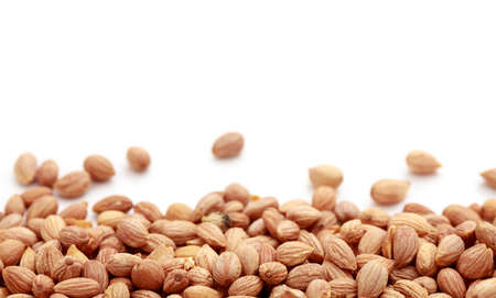 Mahlab seeds on white background with copy spaceの写真素材