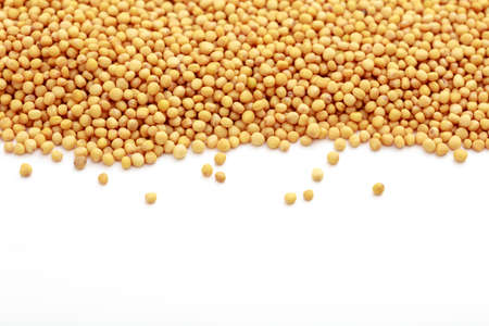 Mustard seeds on white backgroundの写真素材