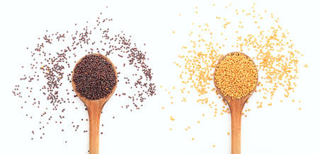 Mustard seeds in spoons on a white backgroundの写真素材