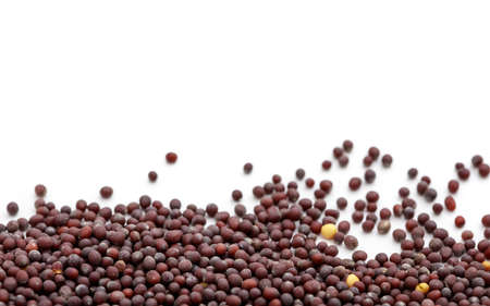 Dark mustard seeds on white backgroundの写真素材