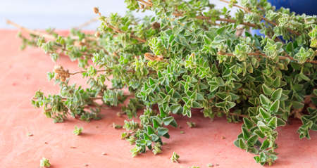 Fresh oregano bunch on red backgroundの写真素材