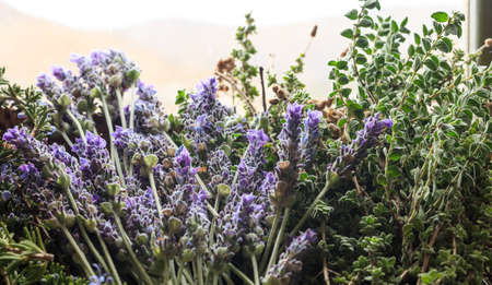 Fresh oregano, lavender and rosemaryの写真素材