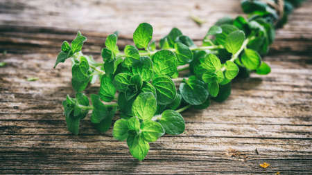 Fresh oregano twig on a wooden background