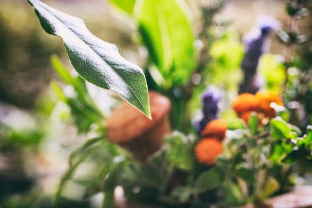 Green leaf infront of a variety of fresh herbsの写真素材