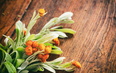 Fresh helichrysum twig on a wooden backgroundの写真素材