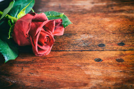 Red rose close up on wooden backgroundの写真素材