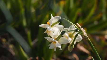 Beatiful narcissus on a natural backgroundの写真素材