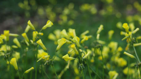 Small yellow flowers in the gardenの写真素材