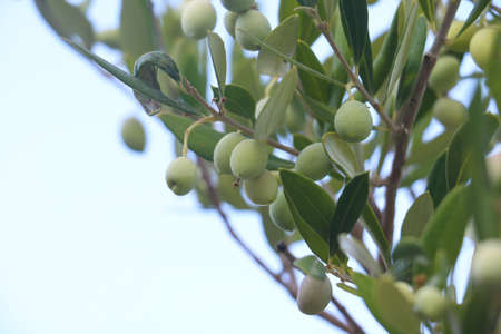 Branch of olive tree on a blue sky backgroundの写真素材