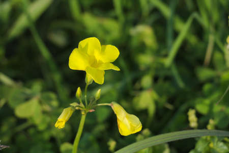 Small yellow flower close up on a natural backgroundの写真素材