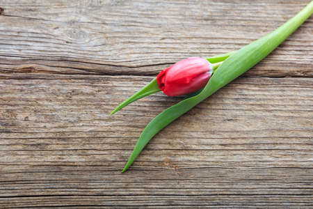 Red tulip on a wooden background with copyspaceの写真素材