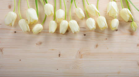 White tulips on wooden background with copy spaceの写真素材