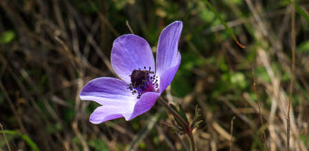 Purple blue anemone poppy flower closeupの写真素材