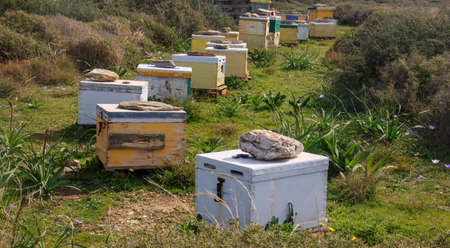 Group of honey bee hives in the countrysideの写真素材