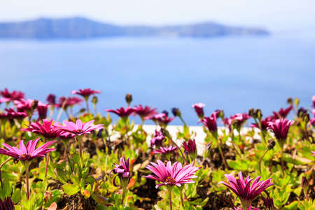 Santorini island, Greece - Purple flowers on the background of blue seaの写真素材
