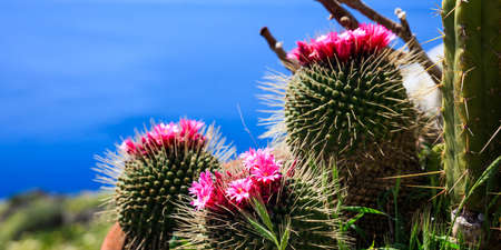 Blooming cactus on blue sea and sky backgroundの写真素材