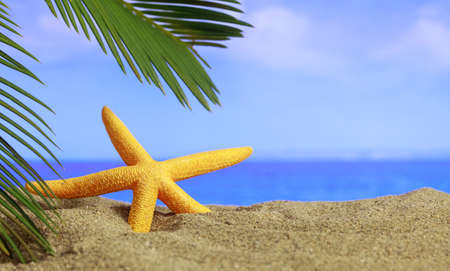 Summer vacations - Starfish on a sandy beach - copy spaceの写真素材