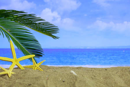 Summer vacations - Starfishes on a sandy beach - copy spaceの写真素材