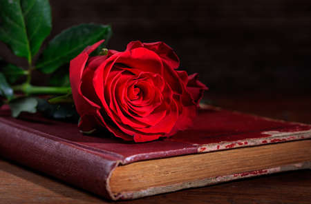 Vintage book and a red rose on a wooden desk - copy spaceの写真素材
