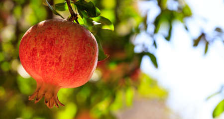 Ripe pomegranate on the tree branch, copy space