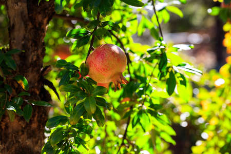 Two ripe pomegranates on the tree branchの写真素材